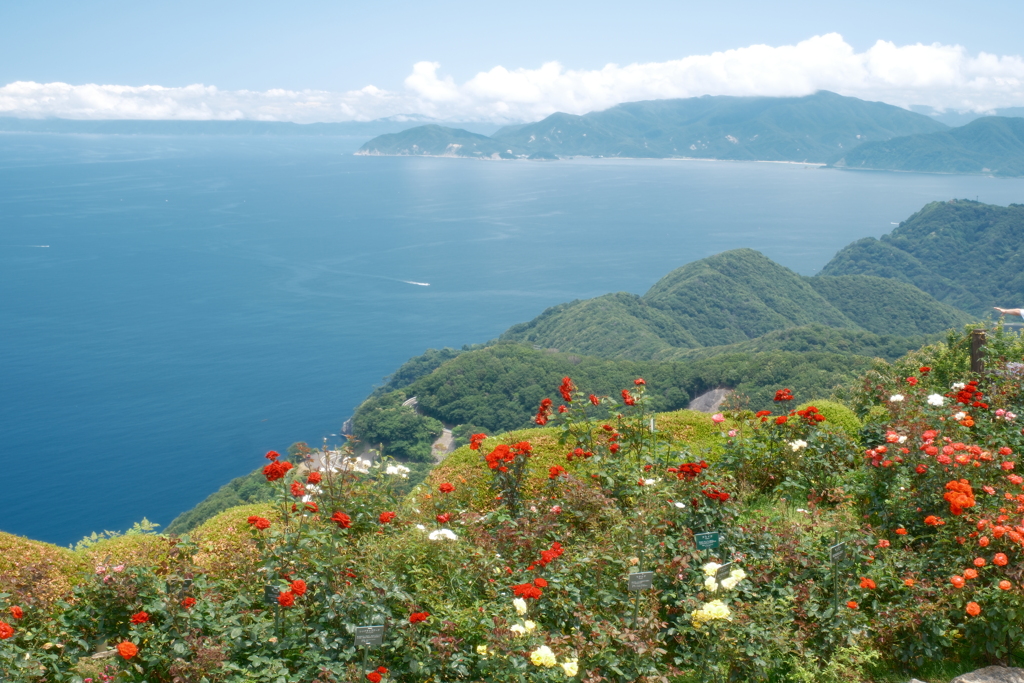 薔薇と海が見れたレインボーライン山頂公園３