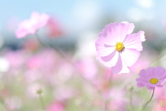 やっと晴れた日に秋桜を撮りにいけた時３