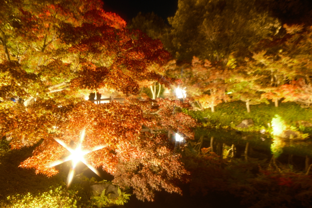 なばなの里にて紅葉ライトアップ３