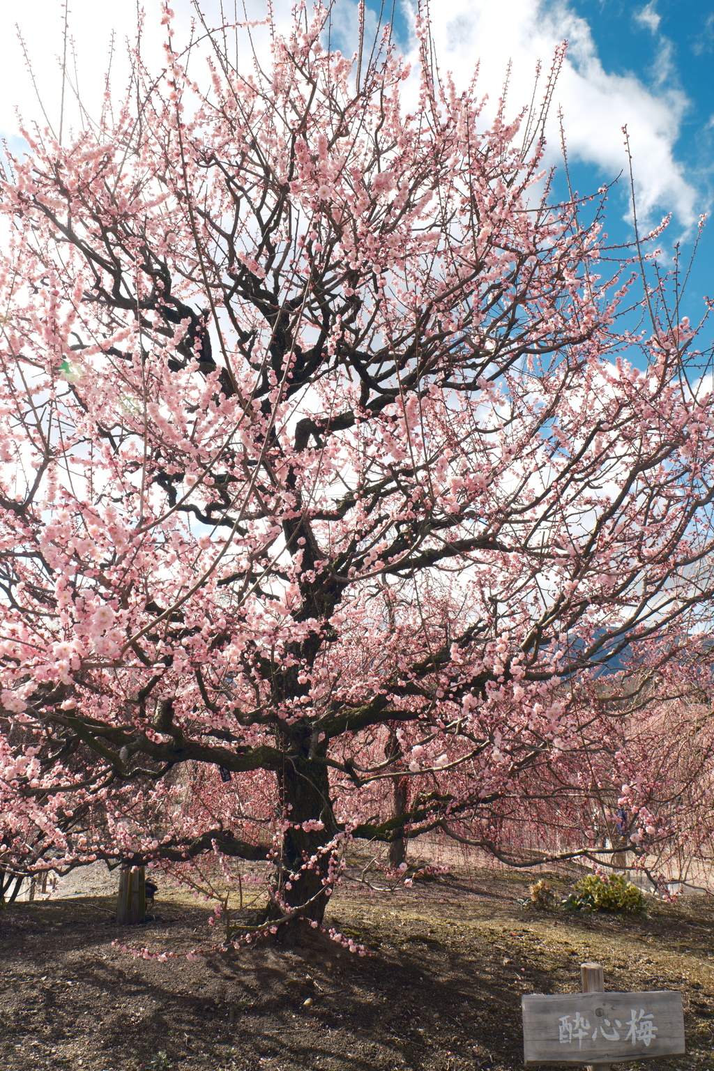 今年の3月は少し寒かった時２