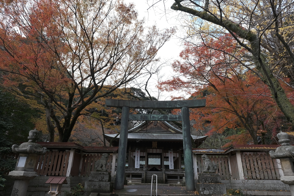 金崎宮の晩秋１