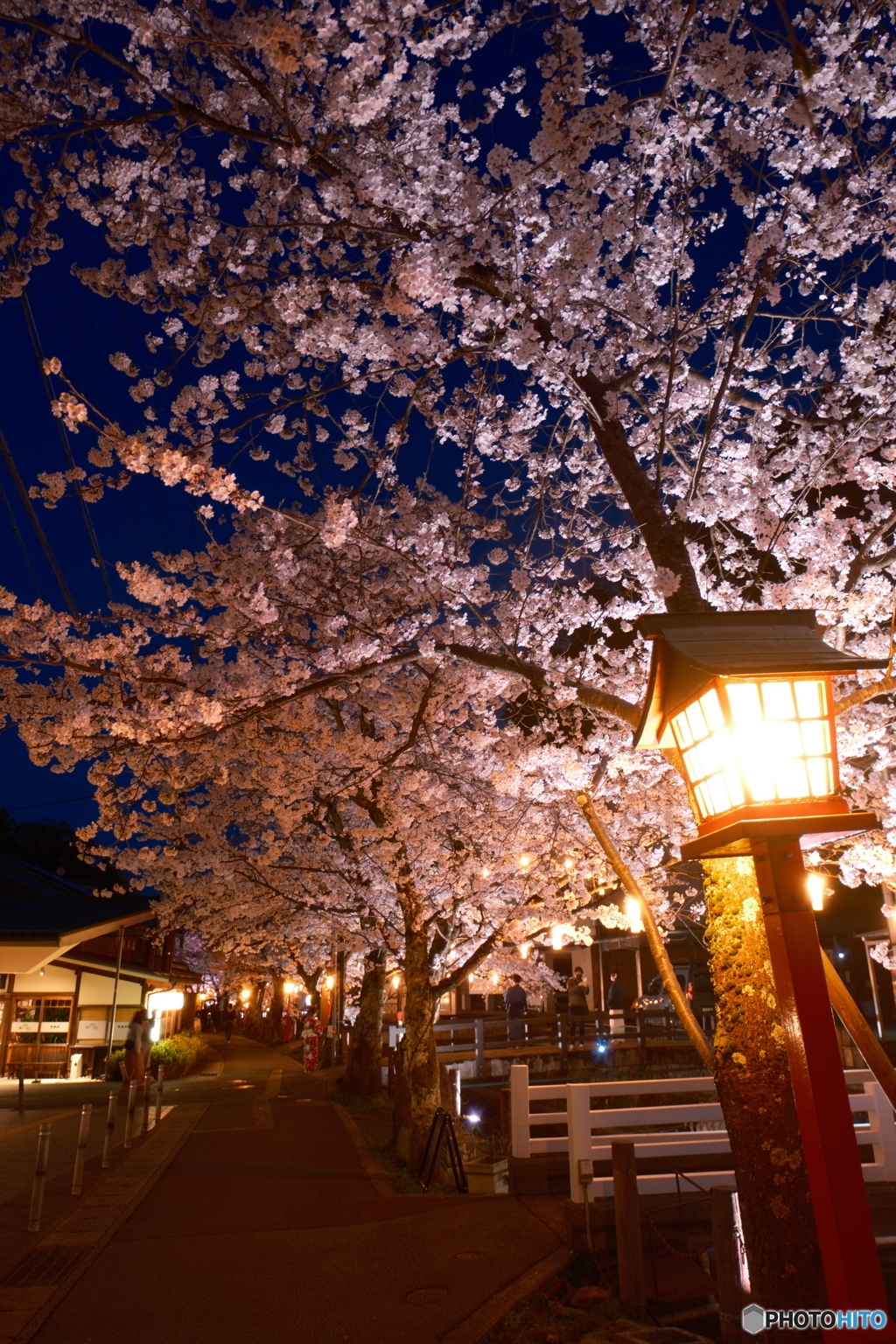 2024年城崎温泉街の夜桜１