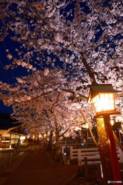 2024年城崎温泉街の夜桜１