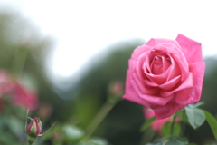 郡是の薔薇２