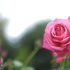 郡是の薔薇２
