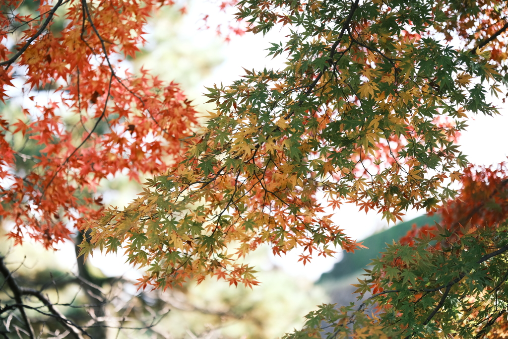 金沢城公園の紅葉巡り８