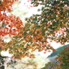 金沢城公園の紅葉巡り８