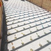 七色の風鈴のよし小道２