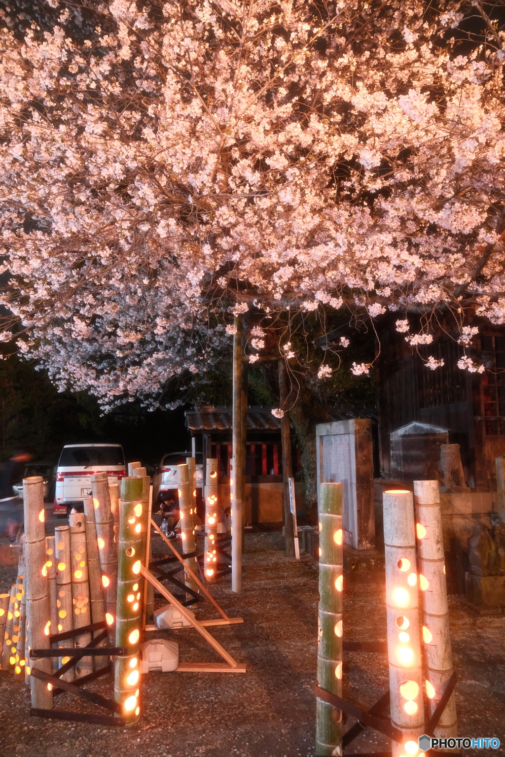 本妙寺桜灯籠６