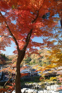香嵐渓の紅葉１１