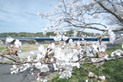 今年の桜巡りは詰め込みすぎて、由良川花庭園付近にて１