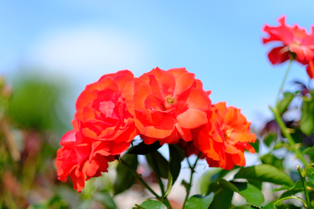 荒牧バラ公園の薔薇１