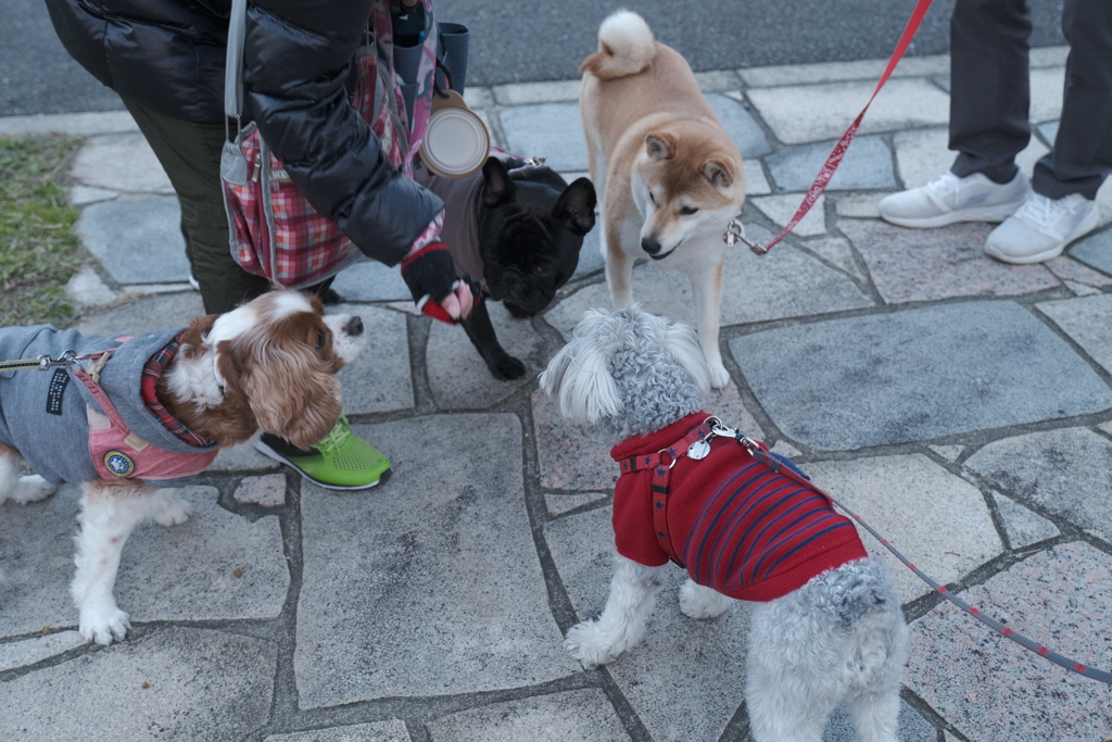 正月の帰省は犬の散歩がメインだった６