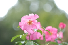 郡是の薔薇１
