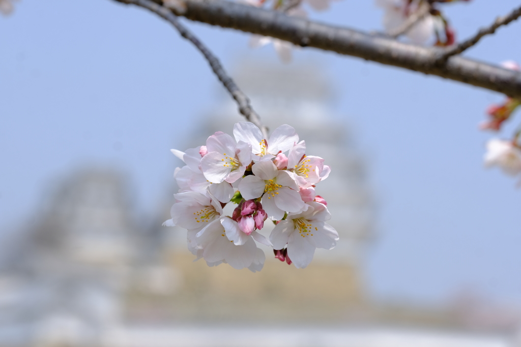 桜は満開、花見客は満杯２