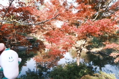 11/15にして今年の日中最後の紅葉巡り５