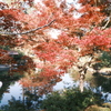 11/15にして今年の日中最後の紅葉巡り５