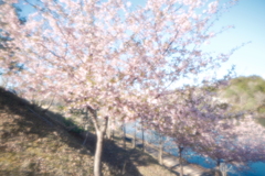 寄り道で見た河津桜は終わりかけ４