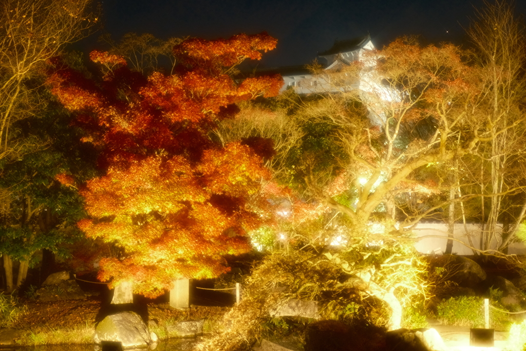 X-T5新調後、年末最後の紅葉ライトアップ(好古園)５