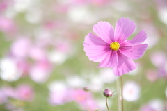 あいとうマーガレットステーションの秋桜６