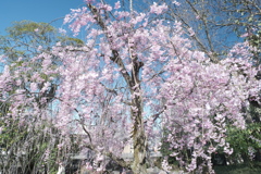 快晴の桜日和、浅野川沿い１３
