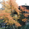 飛騨の里の紅葉巡り２２