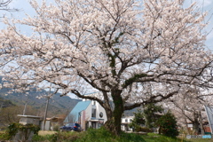 2024年丹後由良駅前の桜５