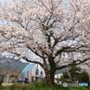 2024年丹後由良駅前の桜５