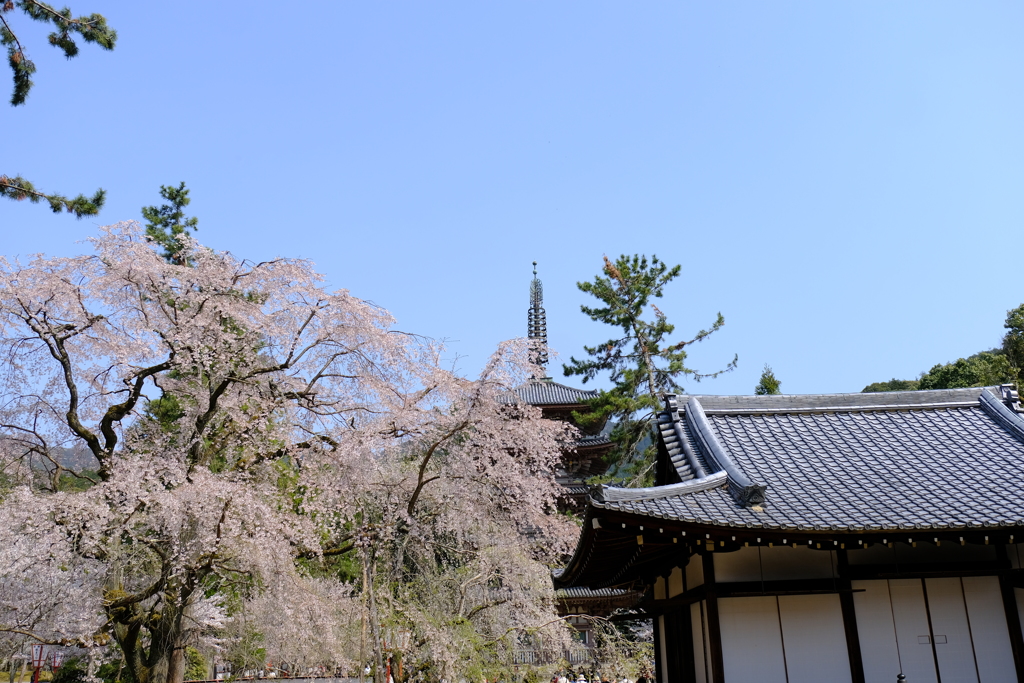 絶好の花見日和in醍醐寺６