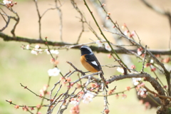 今年やっと見れた梅の花１２