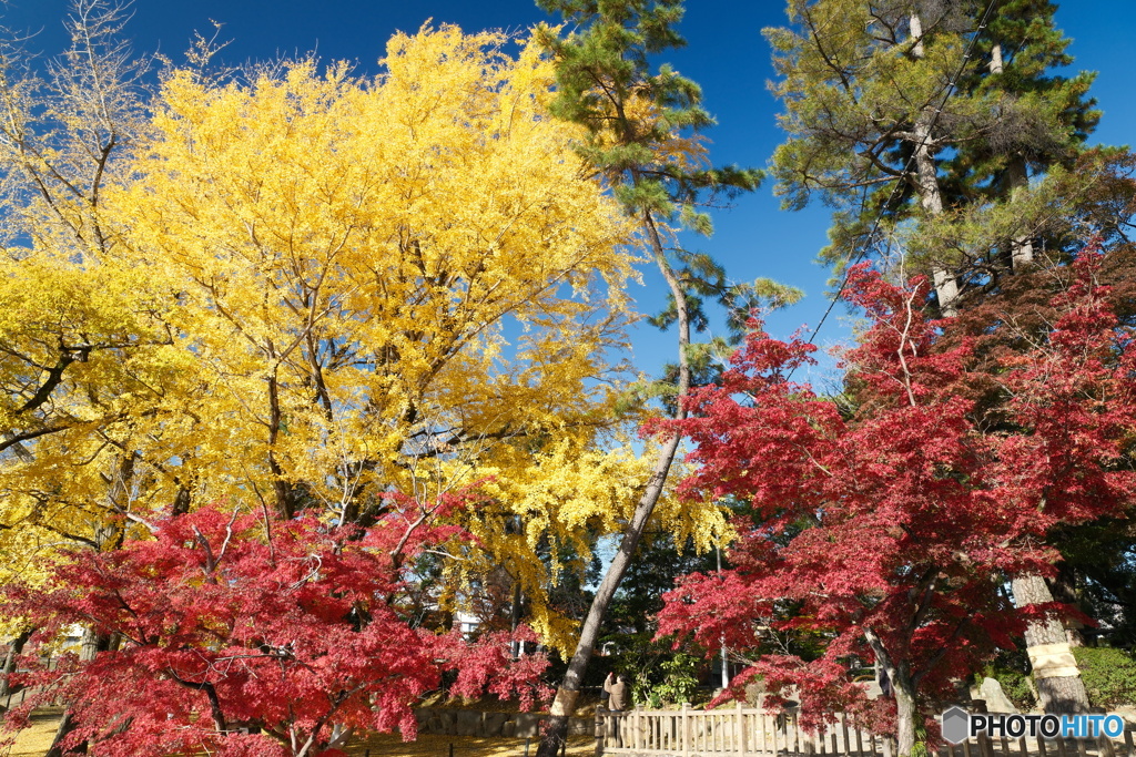 岡崎城公園の紅葉５