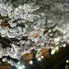八幡堀の夜桜３
