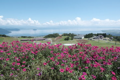 琵琶湖とペチュニア
