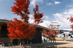 金沢城公園の紅葉巡り５