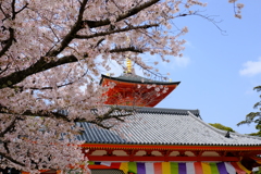 中山寺の桜２