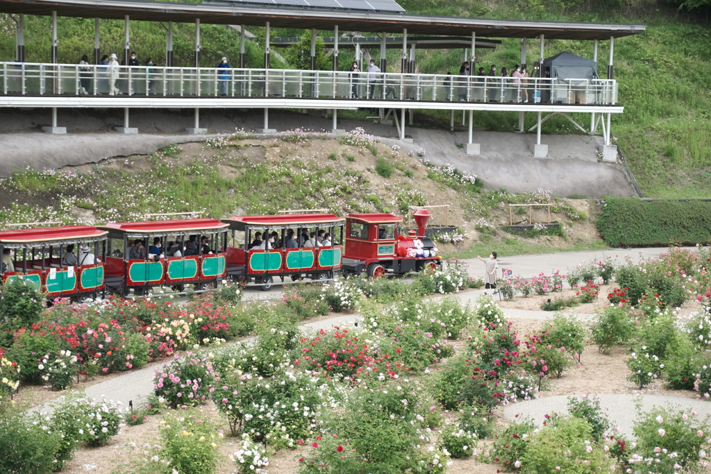 広大な薔薇園、ぎふワールドローズガーデン７