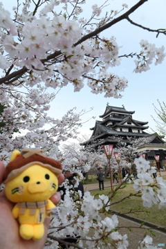 松江城の桜巡り７