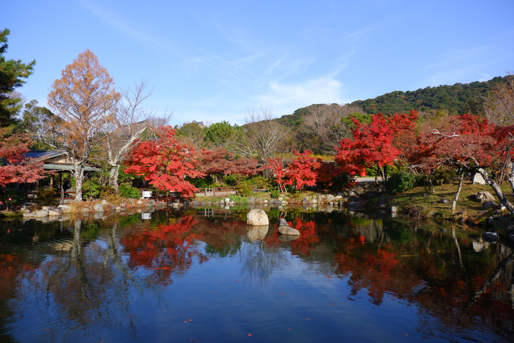 今年最後の見頃であろう紅葉４