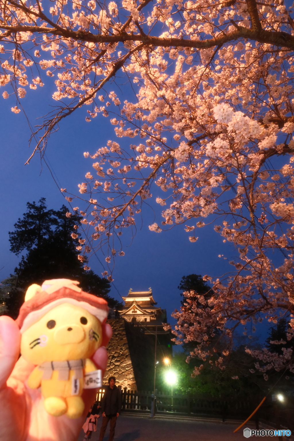 松江城の夜桜２