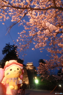 松江城の夜桜２