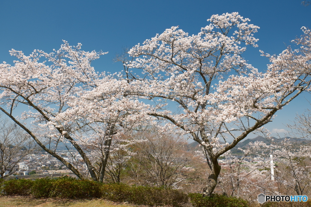 2024紫水ヶ丘公園の桜４