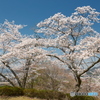 2024紫水ヶ丘公園の桜４