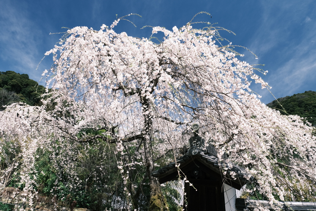 晴れた日に見れた見頃の桜、長谷寺にて９