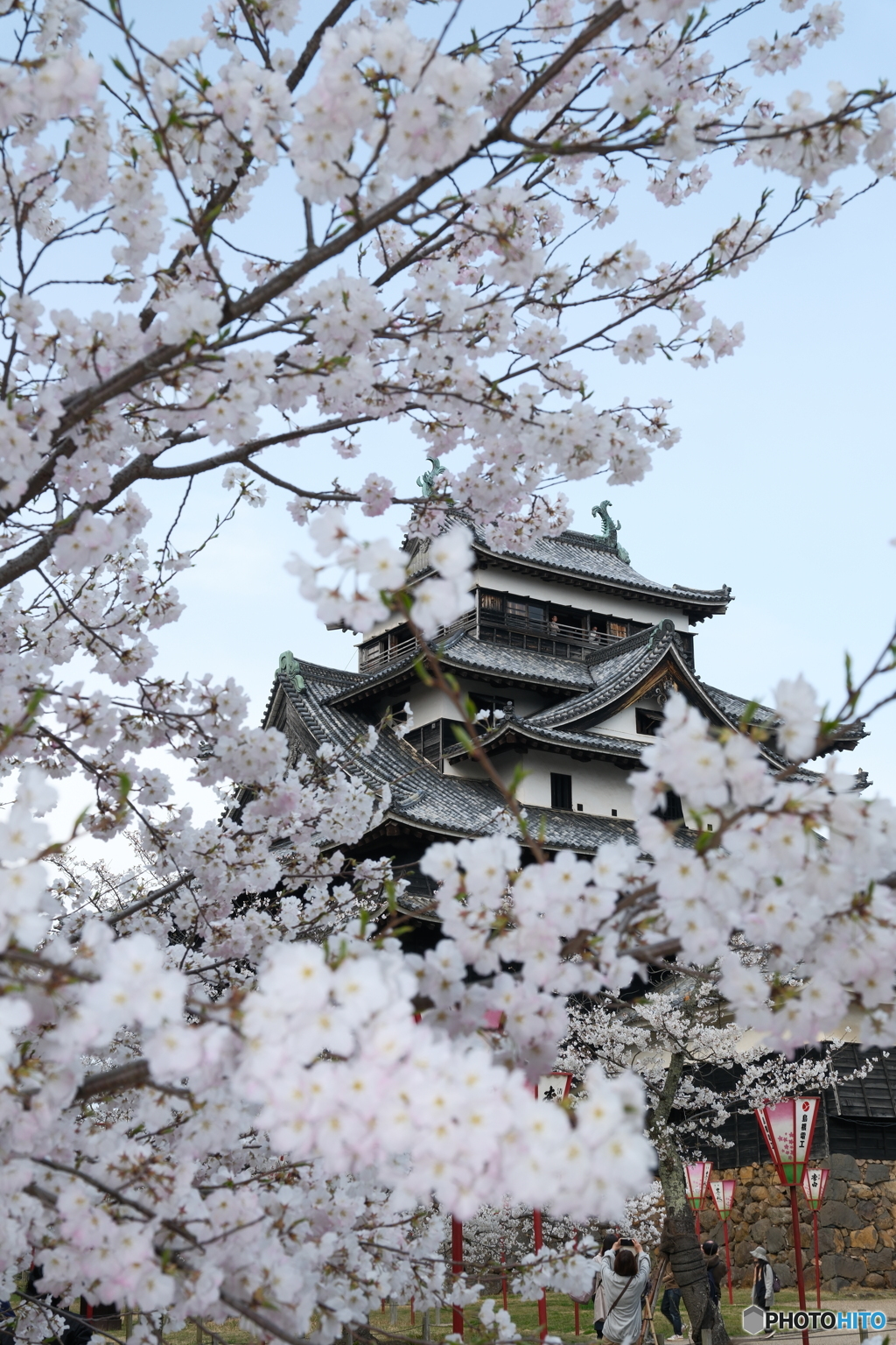 松江城の桜巡り６