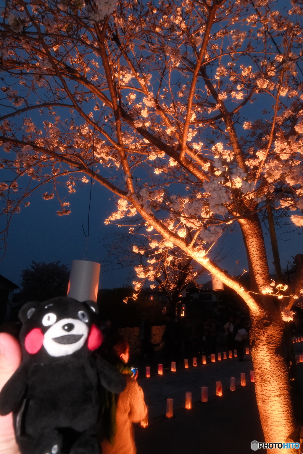 本妙寺桜灯籠１