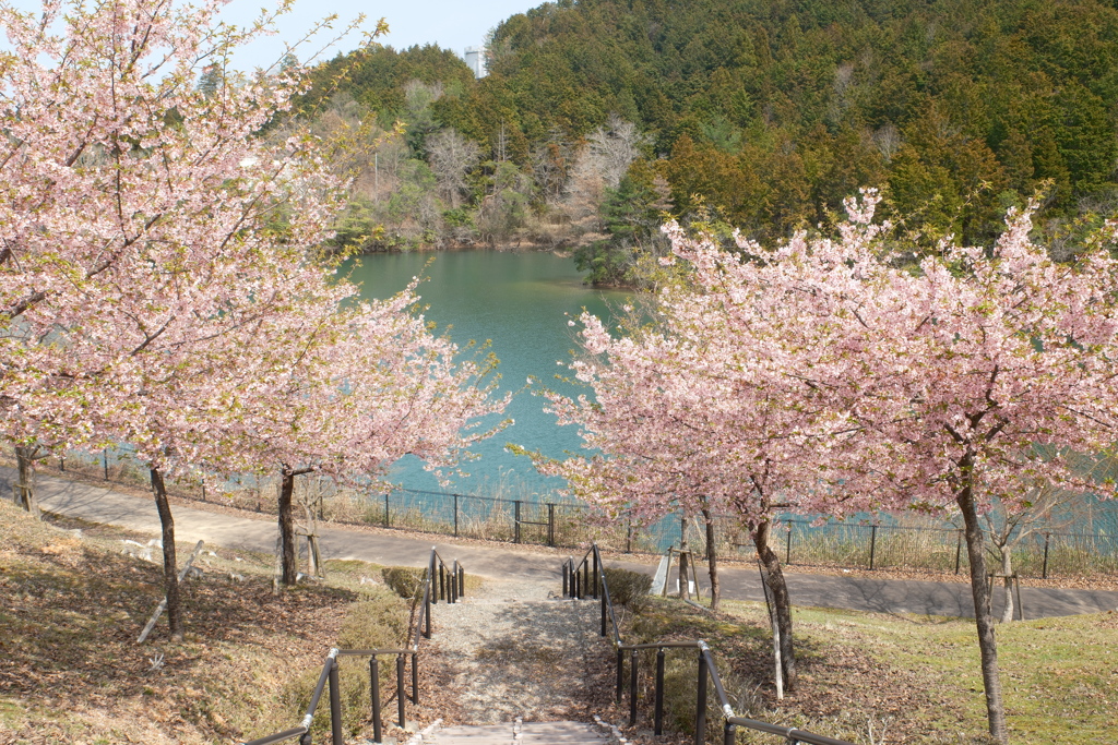 ３月末に見れた桜は河津桜８