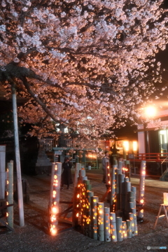 本妙寺桜灯籠９