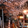 本妙寺桜灯籠９