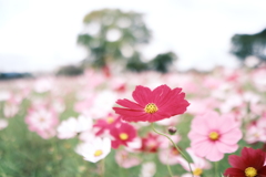 藤原宮跡の秋桜５