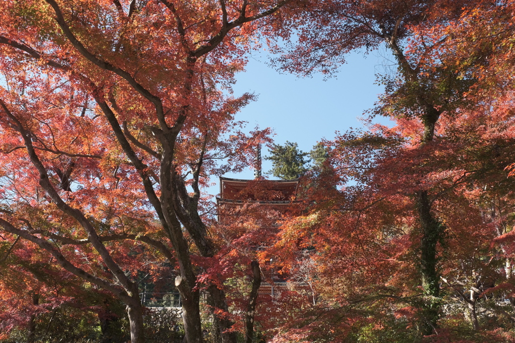 仕事は休業中、紅葉はフル稼働、長谷寺にて７